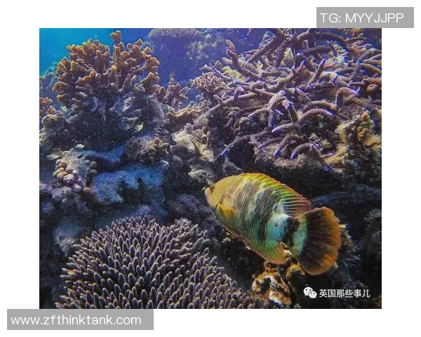 足球蓝宝石的璀璨之路与传奇故事探秘